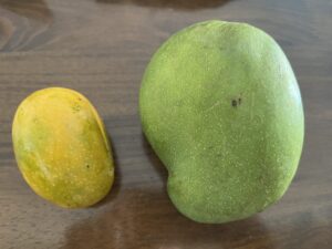 黄色いマンゴーと緑のマンゴー比較イメージ