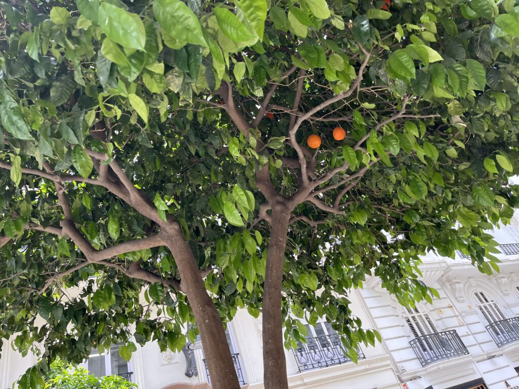 オレンジの木イメージ