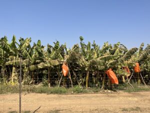 バナナ農園イメージ