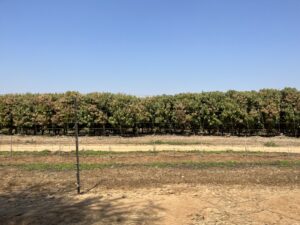 マンゴーは花のシーズンイメージ