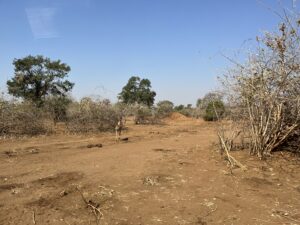 インパラ発見イメージ