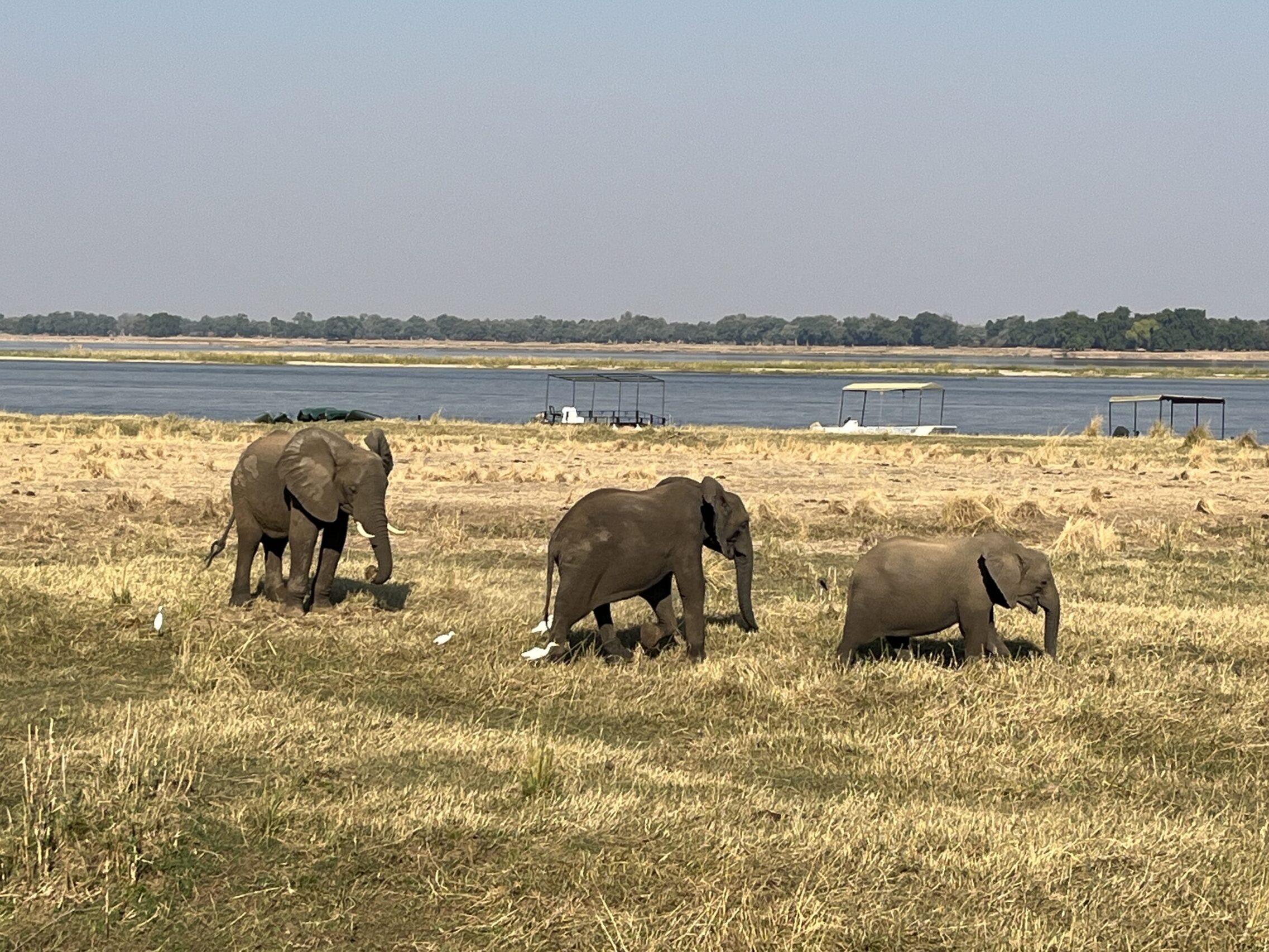Zambezi Lodgeの前にはゾウがお出迎えイメージ