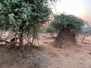 どこでもいるインパライメージ