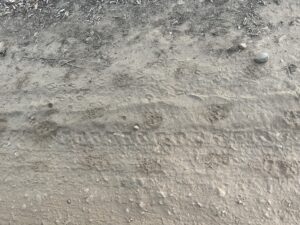 リカオンの足跡（クリックで拡大）イメージ