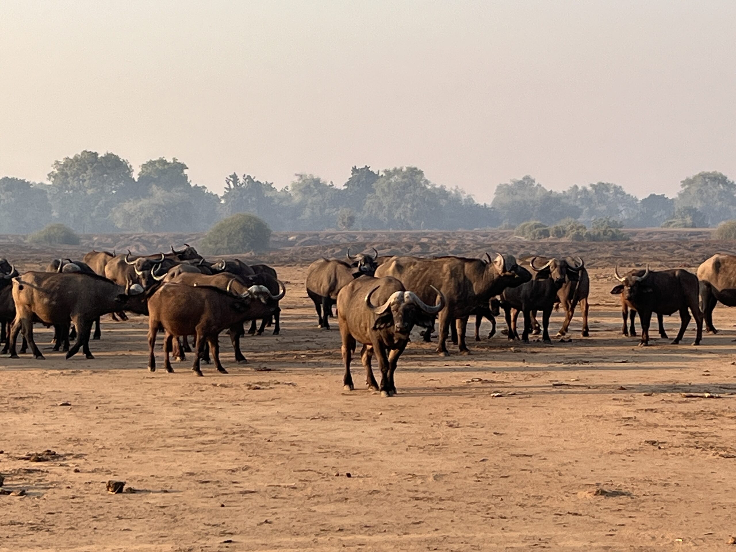 バッファローの群れイメージ