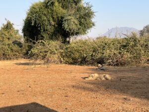 寝ているメスライオンたち（クリックで拡大）イメージ