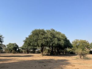 トイレは大きな木の裏でイメージ