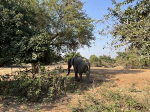 ゾウも割と見ますイメージ