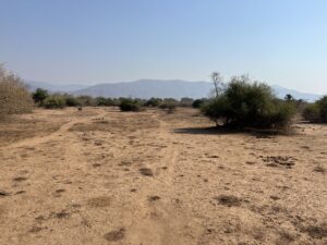 左奥豆粒に写るイボイノシシイメージ