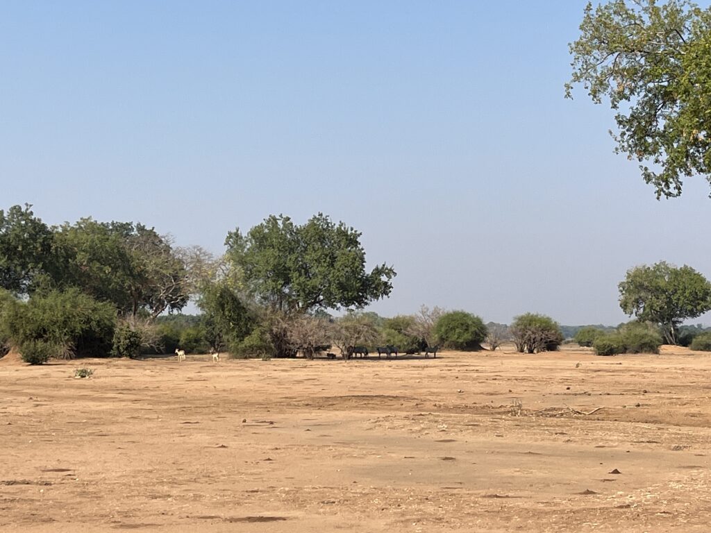 シマウマの群れ（クリックで拡大）イメージ